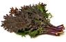 Kale: Red Russian